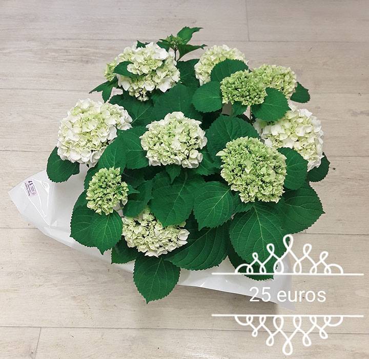 Fleurs
